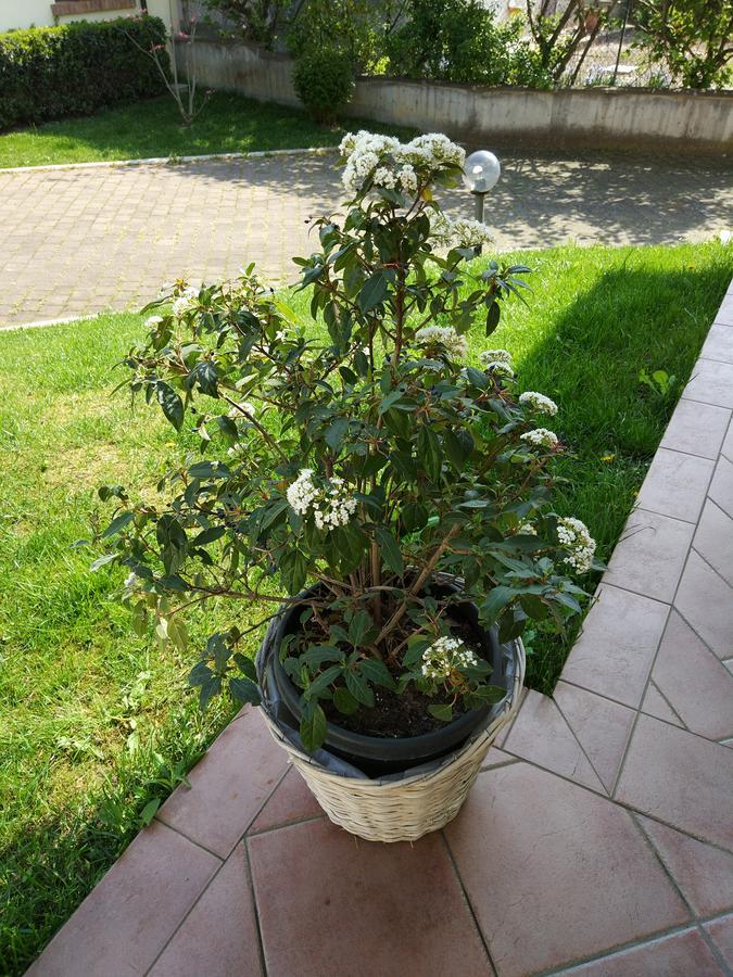 Marinella B&B Cornale Εξωτερικό φωτογραφία